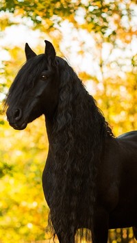 Koń fryzyjski jesienną porą
