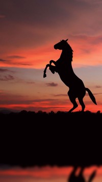 Koń o zachodzie słońca