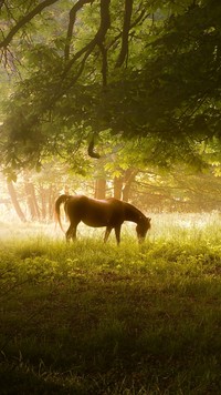 Koń sam w lesie