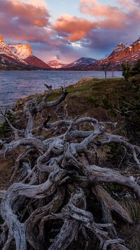 Konar drzewa nad jeziorem St Mary Lake