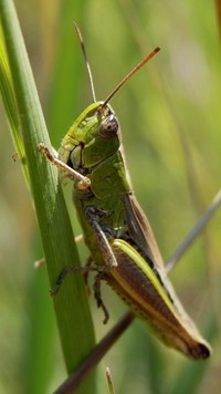 Konik polny na źdźble