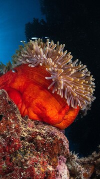 Koralowiec na rafie koralowej