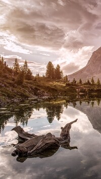 Korzeń w jeziorze Lago Limides w Dolomitach