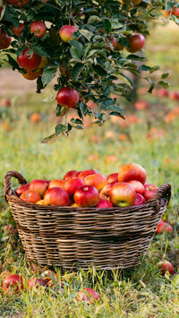 Kosz z jabłkami pod jabłonią