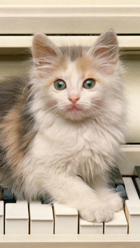Kot na klawiszach pianina