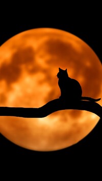 Kot na tle księżyca w 2D