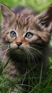 Kot na zielonej trawie