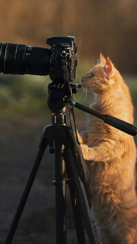 Kot oparty o statyw z aparatem fotograficznym