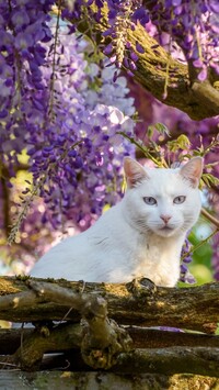 Kot pod kwiatami glicynii