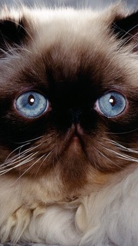 Kot syjamski o niebieskich oczach