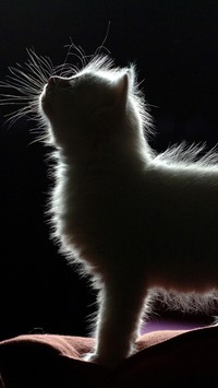 Kot w cieniu