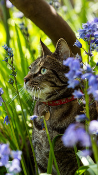 Kot w kwiatach cebulicy