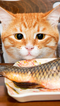 Kot wpatrzony w rybę