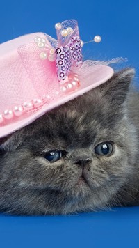 Kotek w kapelusiku
