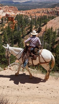 Kowboj na koniu w górach