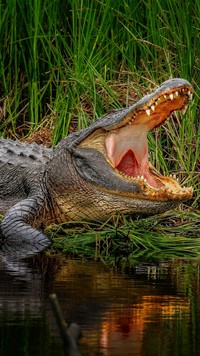 Krokodyl z otwartą paszczą nad wodą