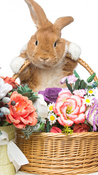 Królik przy koszyku z kwiatami