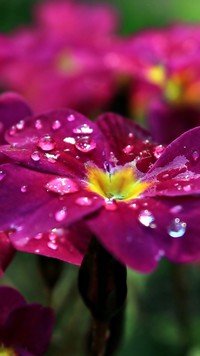 Kropelki deszczu na płatkach kwiatu