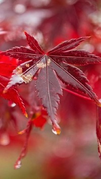 Krople spływające z czerwonego liścia klonu