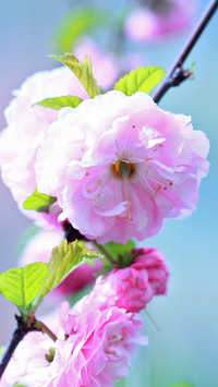 Krzew migdałka różowego
