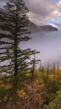 Krzewy i drzewa na tle gór we mgle