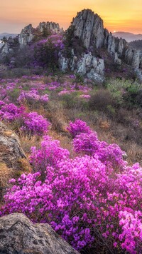 Krzewy rododendronów w górach