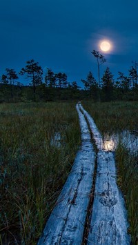 Księżycowa noc nad bagnami