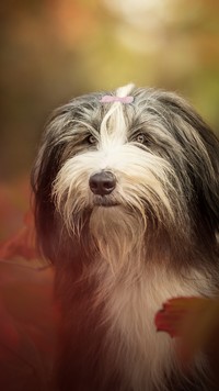 Kudłaty bearded collie