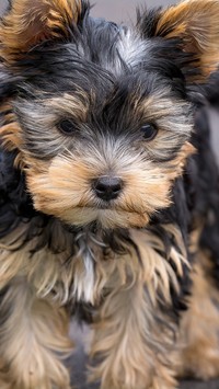 Kudłaty yorkshire terrier