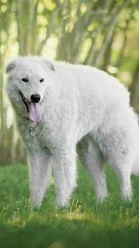 Kuvasz