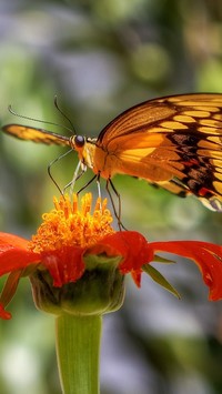 Kwiat aksamitki z motylem