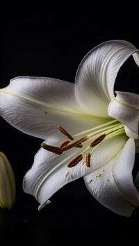 Kwiat białej lilii na ciemnym tle