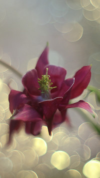 Kwiat bordowego orlika