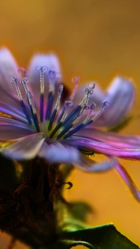 Kwiat cykorii