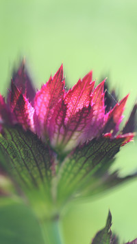 Kwiat jarzmianki purpurowej