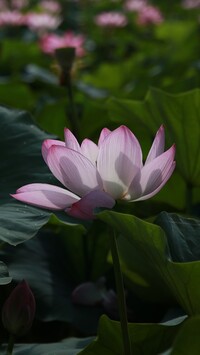 Kwiat lotosu