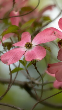 Kwiat różowego derenia