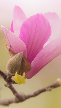 Kwiat różowej magnolii