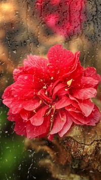 Kwiat w deszczu