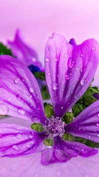 Kwiat w kroplach wody