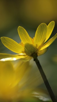 Kwiat ziarnopłonu wiosennego