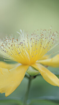 Kwiat żółtego dziurawca