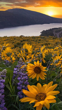 Kwiaty balsamorhizy w rezerwacie przyrody Columbia River Gorge
