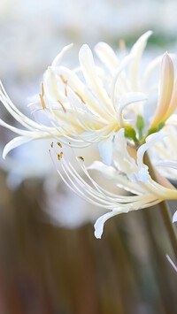 Kwiaty białej lilii pajęczej