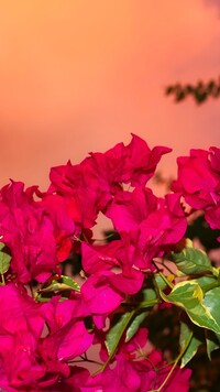 Kwiaty bugenwilli różowej
