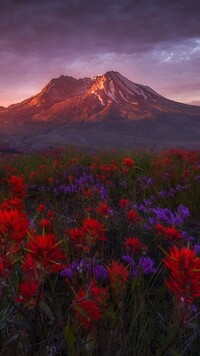 Kwiaty castilleji na tle wulkanu Mount St Helens
