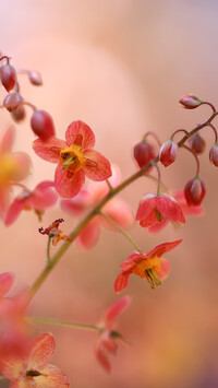 Kwiaty epimedium