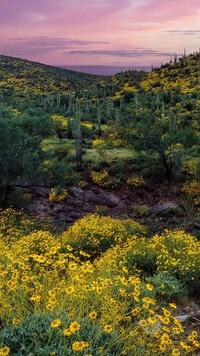 Kwiaty i kaktusy na wzgórzu