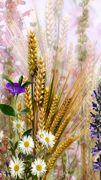 Kwiaty i kłosy zbóż