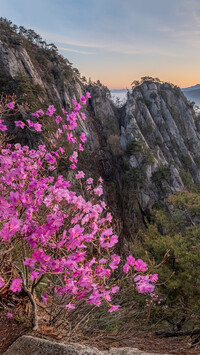 Kwiaty i skały w górach Unaksan